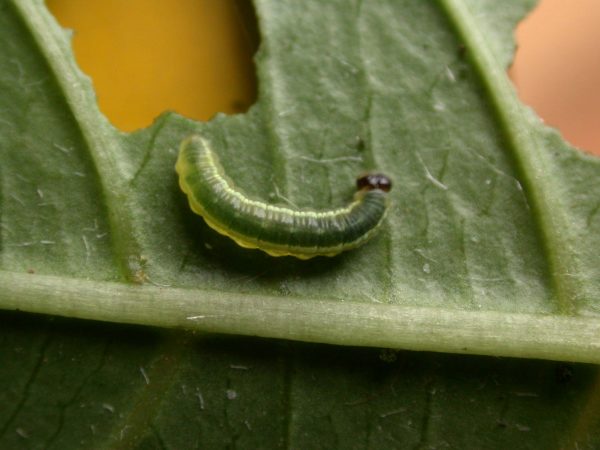 Greta sp. 3rd instar, KRW-208