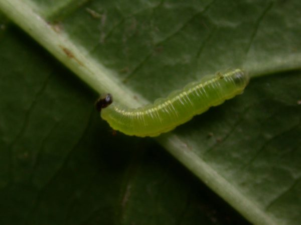 Greta sp. 3rd instar, KRW-208
