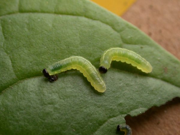 Greta sp. 3rd instar, KRW-211-2