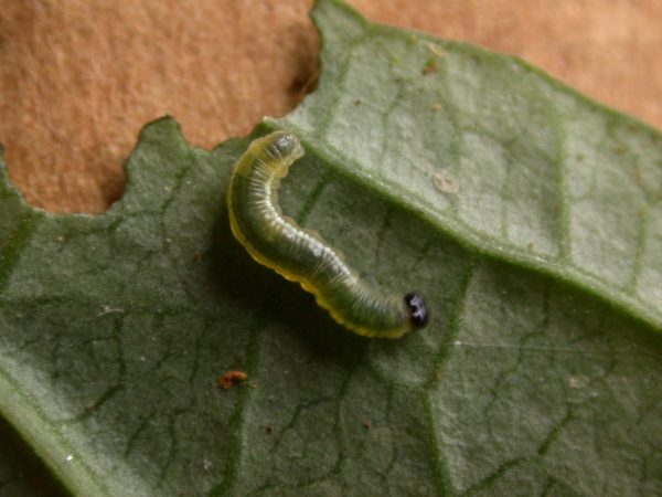 Greta sp. 3rd instar, KRW-288