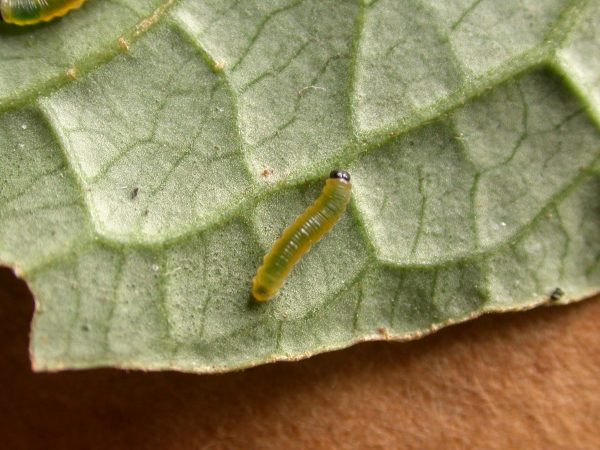Greta sp. 3rd instar, KRW-290