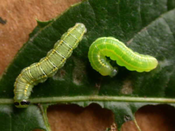 Greta sp. 4th instar or 5th instar, KRW-205