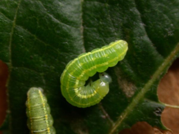 Greta sp. 4th instar, KRW-205