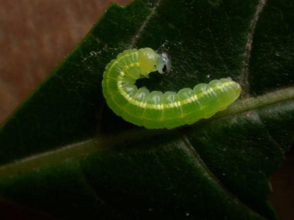 Greta sp. 4th instar, KRW-205