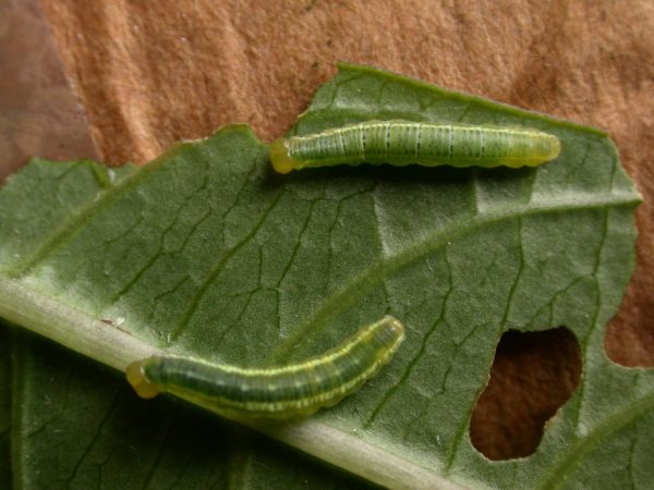 Greta sp. 4th instar, KRW-208
