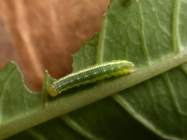 Greta sp. 4th instar, KRW-208