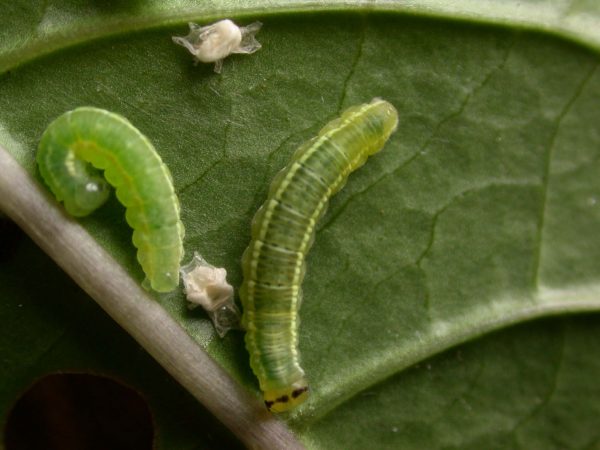 Greta sp. 4th instar, KRW-209