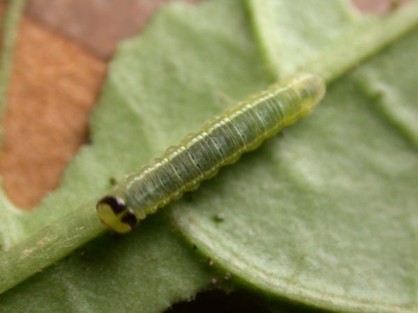 Greta sp. 4th instar, KRW-211-2