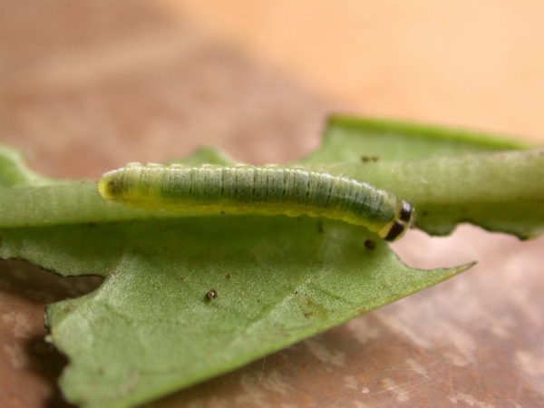 Greta sp. 4th instar, KRW-211-2