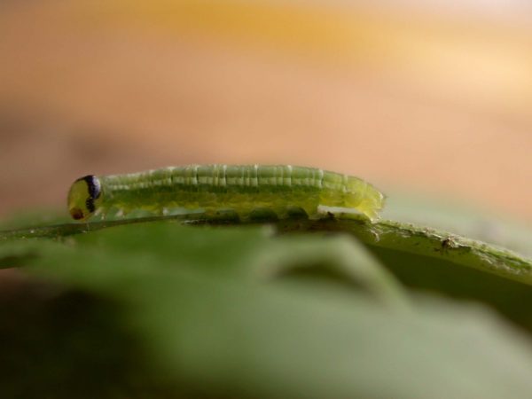 Greta sp. 4th instar, KRW-211-2