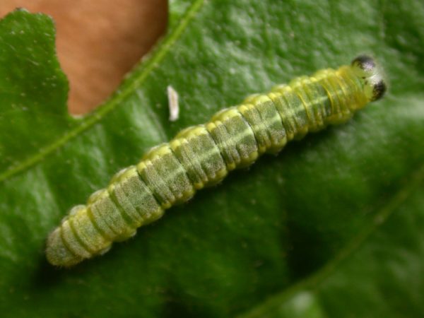 Greta sp. 5th instar, KRW-190