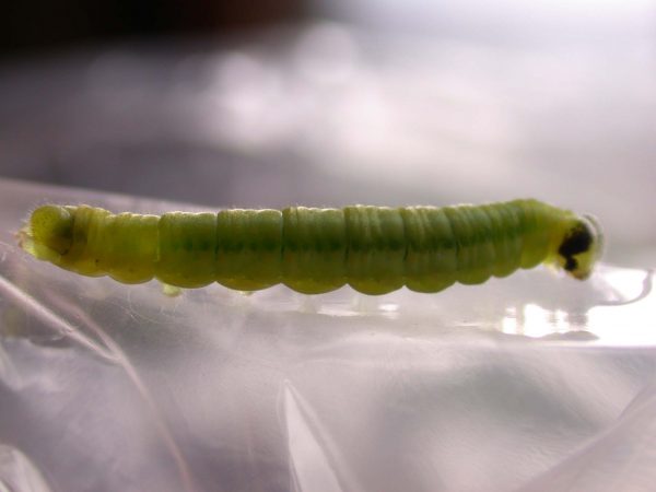 Greta sp. 5th instar, KRW-190