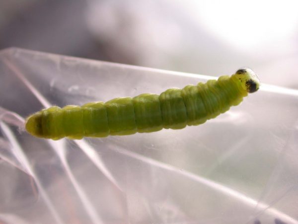 Greta sp. 5th instar, KRW-190