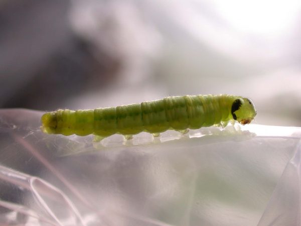 Greta sp. 5th instar, KRW-190