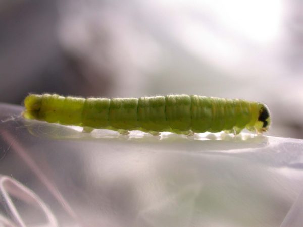 Greta sp. 5th instar, KRW-190
