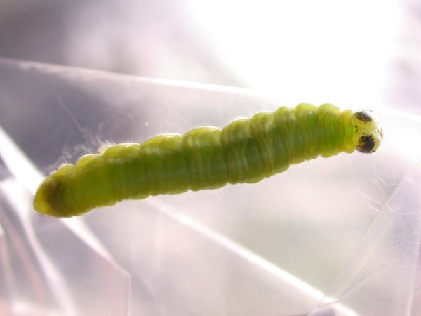 Greta sp. 5th instar, KRW-190