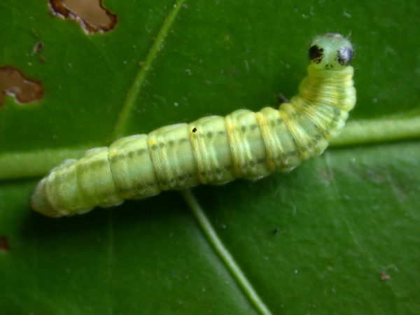 Greta sp. 5th instar, KRW-190