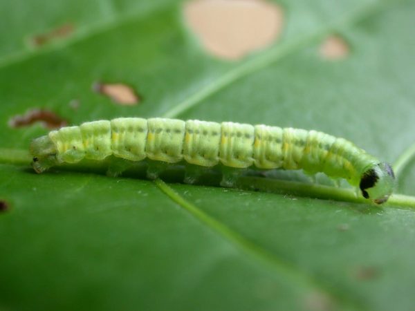 Greta sp. 5th instar, KRW-190