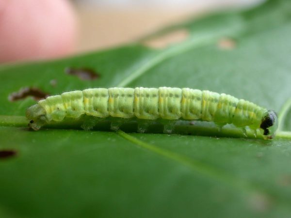Greta sp. 5th instar, KRW-190