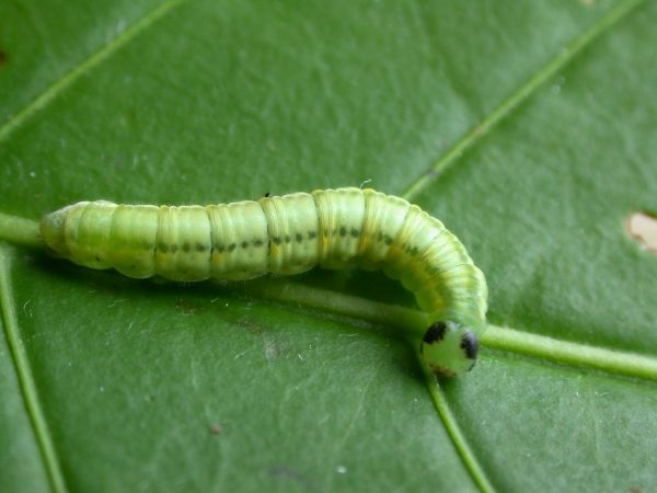 Greta sp. 5th instar, KRW-190