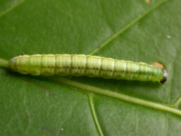 Greta sp. 5th instar, KRW-190
