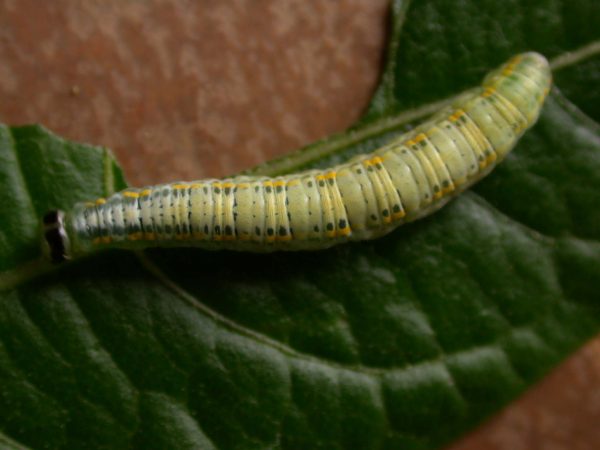 Greta sp. 5th instar, KRW-204