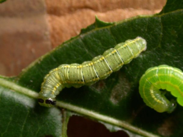 Greta sp. 5th instar, KRW-205