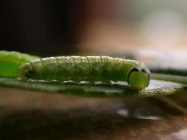 Greta sp. 5th instar, KRW-205