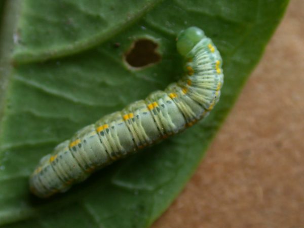 Greta sp. 5th instar, KRW-207