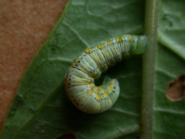 Greta sp. 5th instar, KRW-207