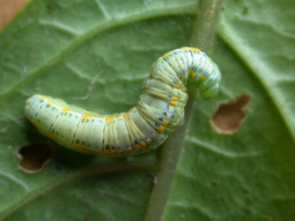 Greta sp. 5th instar, KRW-207