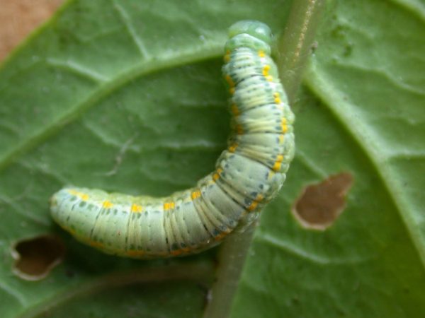 Greta sp. 5th instar, KRW-207