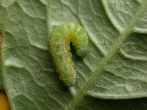 Greta sp. 5th instar, KRW-207
