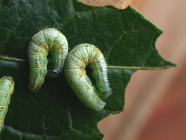 Greta sp. 5th instar, KRW-209