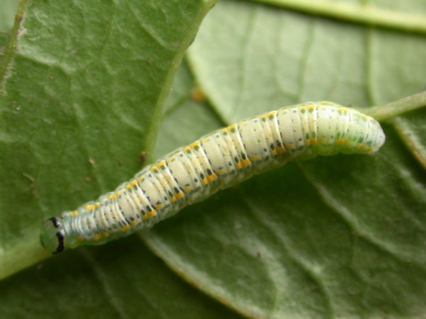 Greta sp. 5th instar, KRW-209