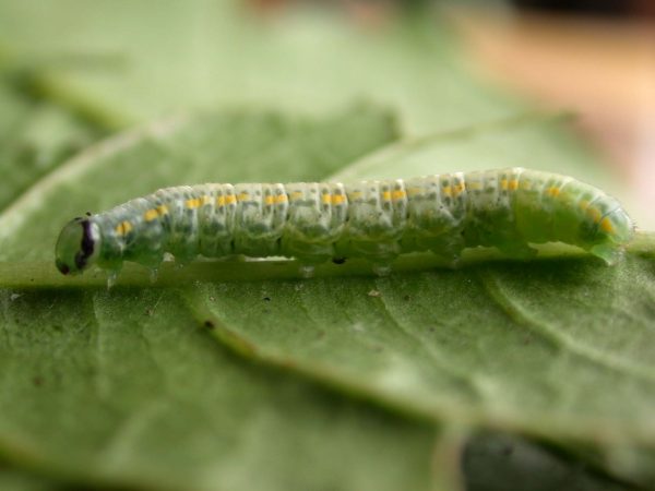 Greta sp. 5th instar, KRW-209