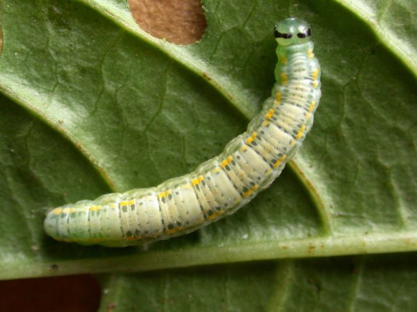 Greta sp. 5th instar, KRW-209