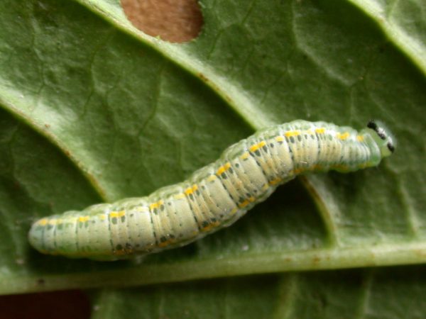 Greta sp. 5th instar, KRW-209