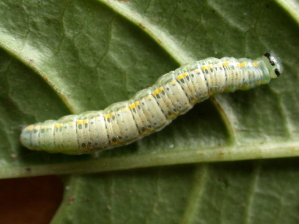 Greta sp. 5th instar, KRW-209
