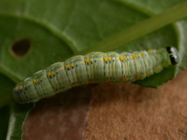 Greta sp. 5th instar, KRW-209