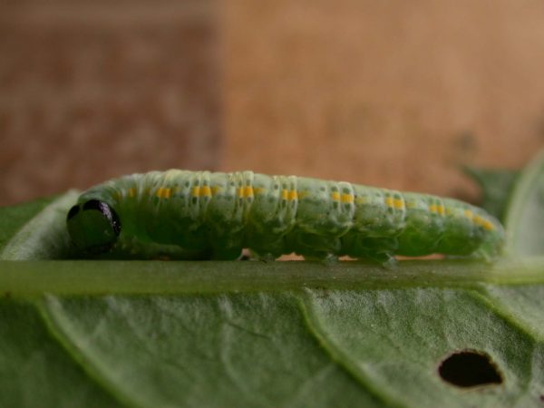 Greta sp. 5th instar, KRW-209