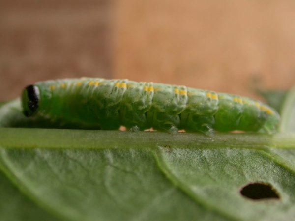 Greta sp. 5th instar, KRW-209