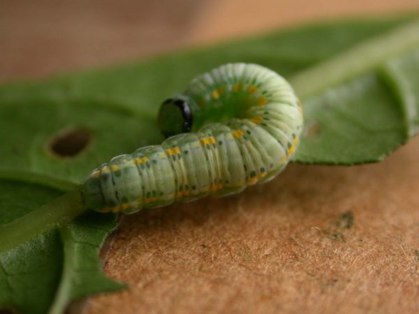 Greta sp. 5th instar, KRW-209