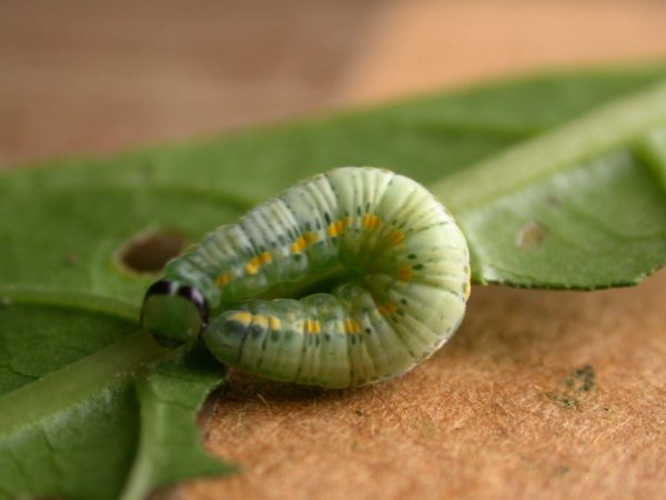 Greta sp. 5th instar, KRW-209