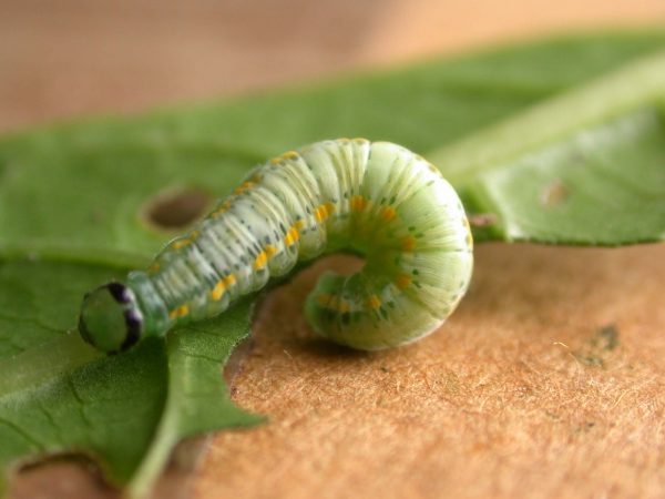 Greta sp. 5th instar, KRW-209