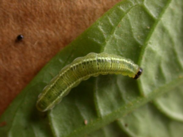 Greta sp. 5th instar, KRW-211-2