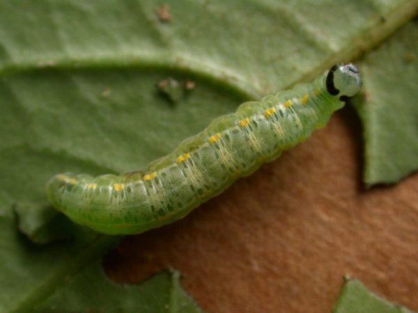 Greta sp. 5th instar, KRW-211-2