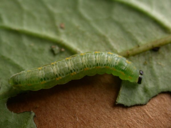 Greta sp. 5th instar, KRW-211-2