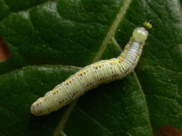 Greta sp. 5th instar, KRW-211-2