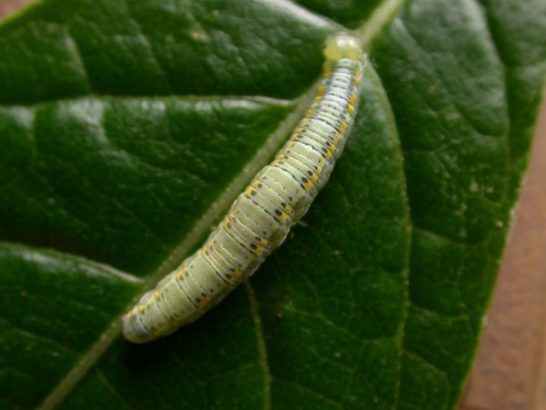 Greta sp. 5th instar, KRW-211-2